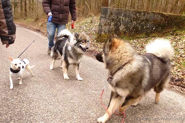 (Foto Hilgner) Koerung Benno_14.03.2015_P1080791.png